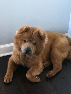 Safe Chow Chow in Aurora, IL