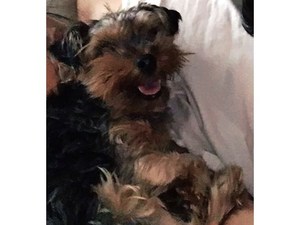 Safe Yorkshire Terrier in Orland Park, IL US