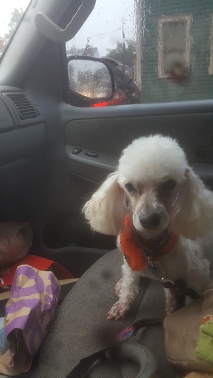 Safe Poodle in Uniontown, OH