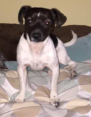 Safe Jack Russell Terrier in Hagerstown, MD