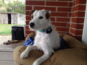 Safe Jack Russell Terrier in Miamisburg, OH