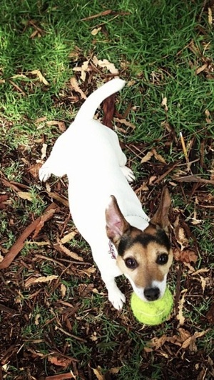 Safe Jack Russell Terrier in Frazier Park, CA