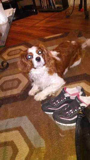 Safe Cavalier King Charles Spaniel in Fort Worth, TX