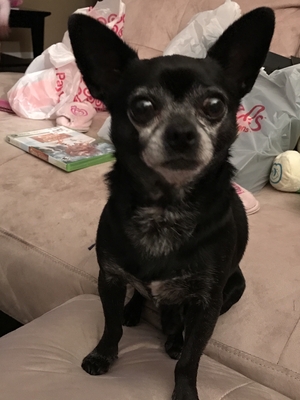 Safe Chihuahua in Edmonds, WA