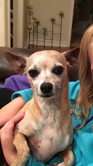 Safe Chihuahua in Santa Fe, TX