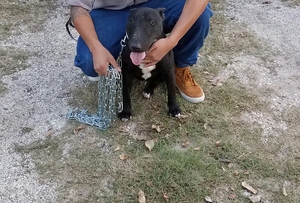 Safe Bull Terrier in San Antonio, TX