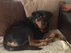 Safe Rottweiler in Paso Robles, CA