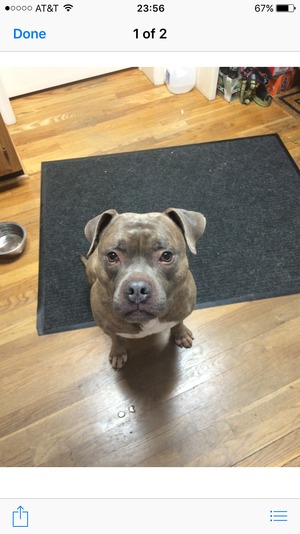 Safe Pit Bull in Fairfield, PA