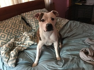 Safe Pit Bull in East Haven, CT