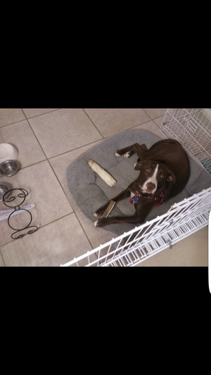 Safe Labrador Retriever in Cordova, TN