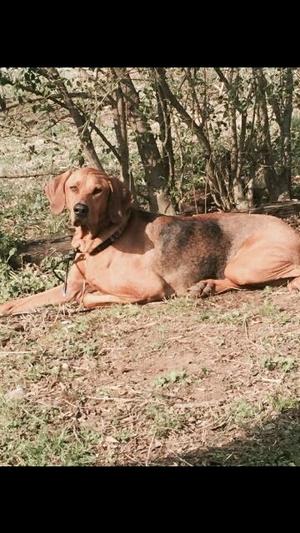 Safe Redbone Coonhound in Lebanon, TN