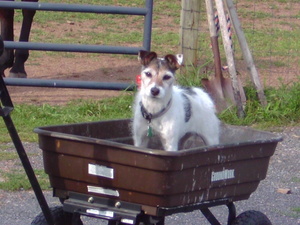 Safe Jack Russell Terrier in Benton, PA