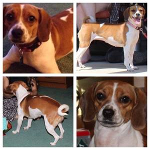 Safe Beagle in New Castle, PA