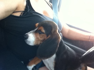 Safe Beagle in Liberty Hill, TX