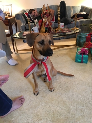 Safe Black Mouth Cur in Houston, TX