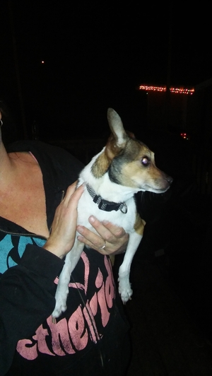 Safe Chihuahua in Norfolk, VA