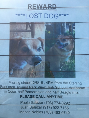 Safe Beagle in Sterling, VA