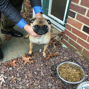 Safe Pug in West Chester, PA