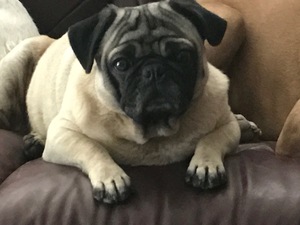 Safe Pug in Tracy, CA