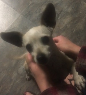 Safe Chihuahua in Fullerton, CA