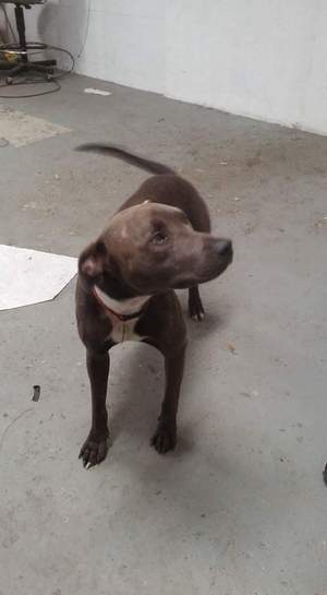 Safe Pit Bull in Louisville, KY