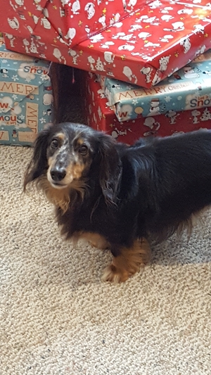 Safe Dachshund in Fort Myers, FL