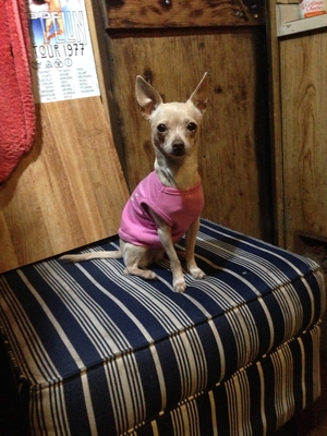 Safe Chihuahua in Marysville, WA