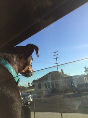 Safe Rat Terrier in San Diego, CA
