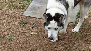 Safe Siberian Husky in Middlesex, NC