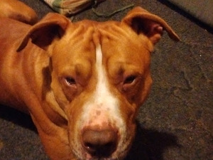 Safe Pit Bull in Mars Hill, NC