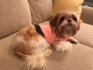 Safe Shih Tzu in Channelview, TX