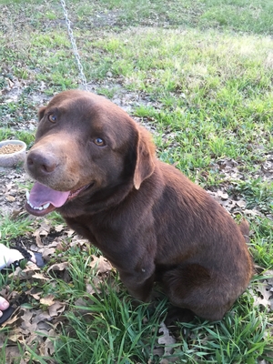 Safe Labrador Retriever in Waco, TX