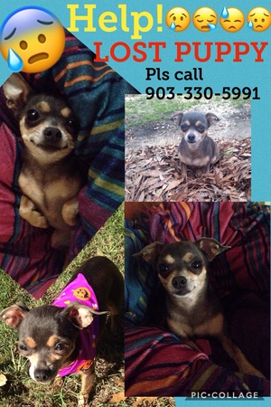 Safe Chihuahua in Tyler, TX
