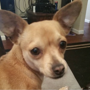 Safe Chihuahua in Garland, TX