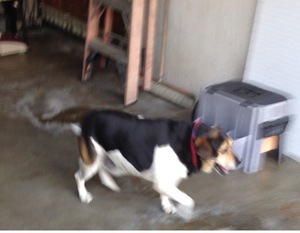 Safe Beagle in Princeton, WV