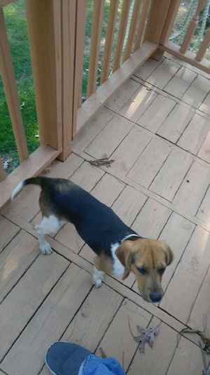 Safe Beagle in Princeton, WV