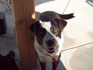 Safe Border Collie in Madera, CA