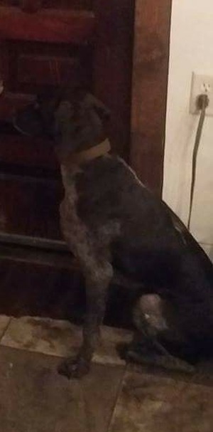 Safe German Shorthaired Pointer in Fairmount City, PA