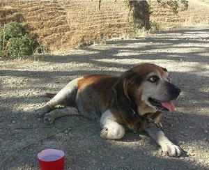 Safe Beagle in Antioch, CA