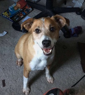 Safe Jack Russell Terrier in Cincinnati, OH