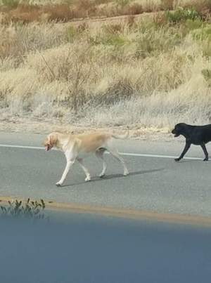 Safe Labrador Retriever in Sierra Vista, AZ