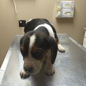 Safe Beagle in Burlington, WI US