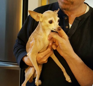 Safe Chihuahua in Cincinnati, OH