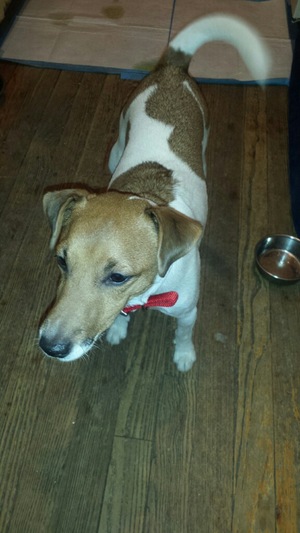 Safe Jack Russell Terrier in Bronx, NY