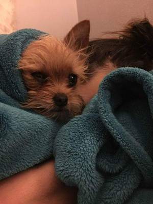 Safe Yorkshire Terrier in San Angelo, TX US