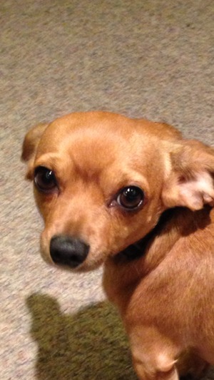 Safe Chihuahua in Lubbock, TX