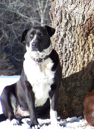 Safe Labrador Retriever in Sophia, NC