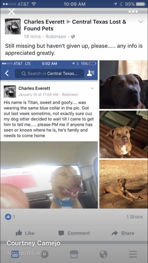 Safe Staffordshire Bull Terrier in Waco, TX
