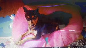 Safe Miniature Pinscher in Middletown, NY