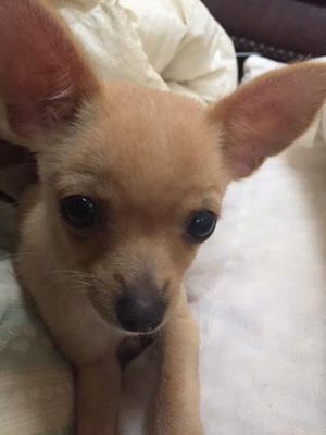Safe Chihuahua in Bangor, PA